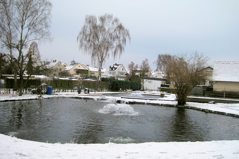 Unsere Fischteiche in Seligenstadt bleiben im Winter eisfrei.